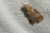 Acrobasis tumidana